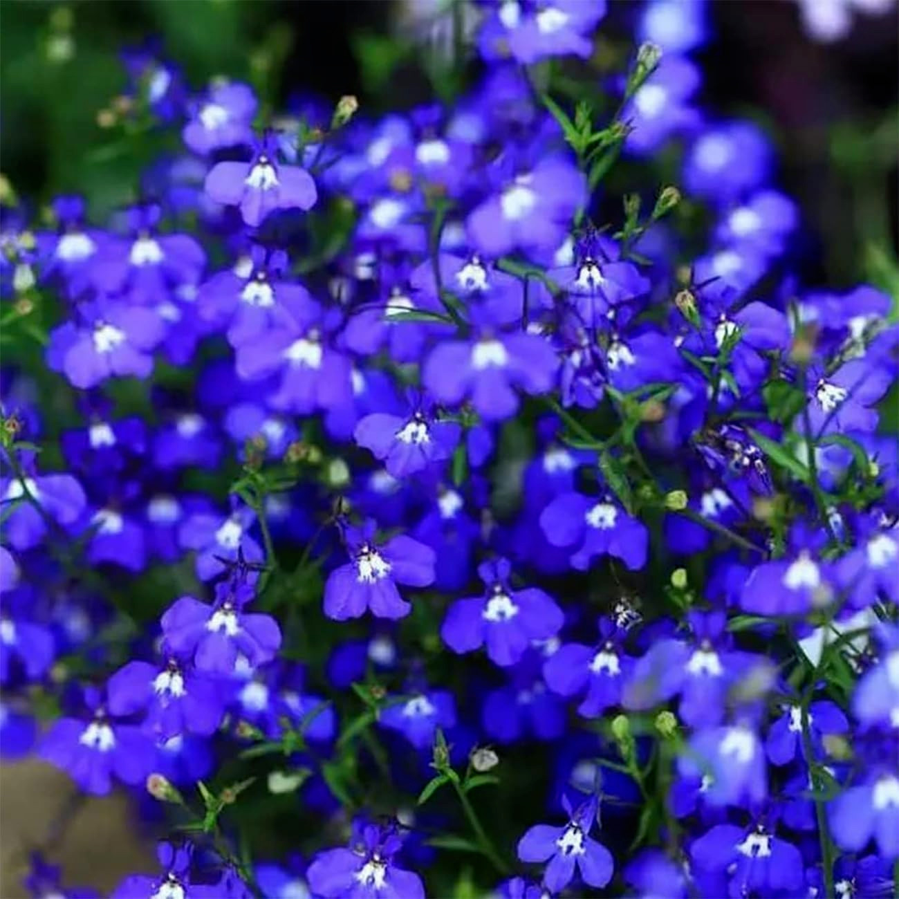 20000+ Magic Blue Creeping Thyme Seeds for Planting Ground Cover Plants Heirloom