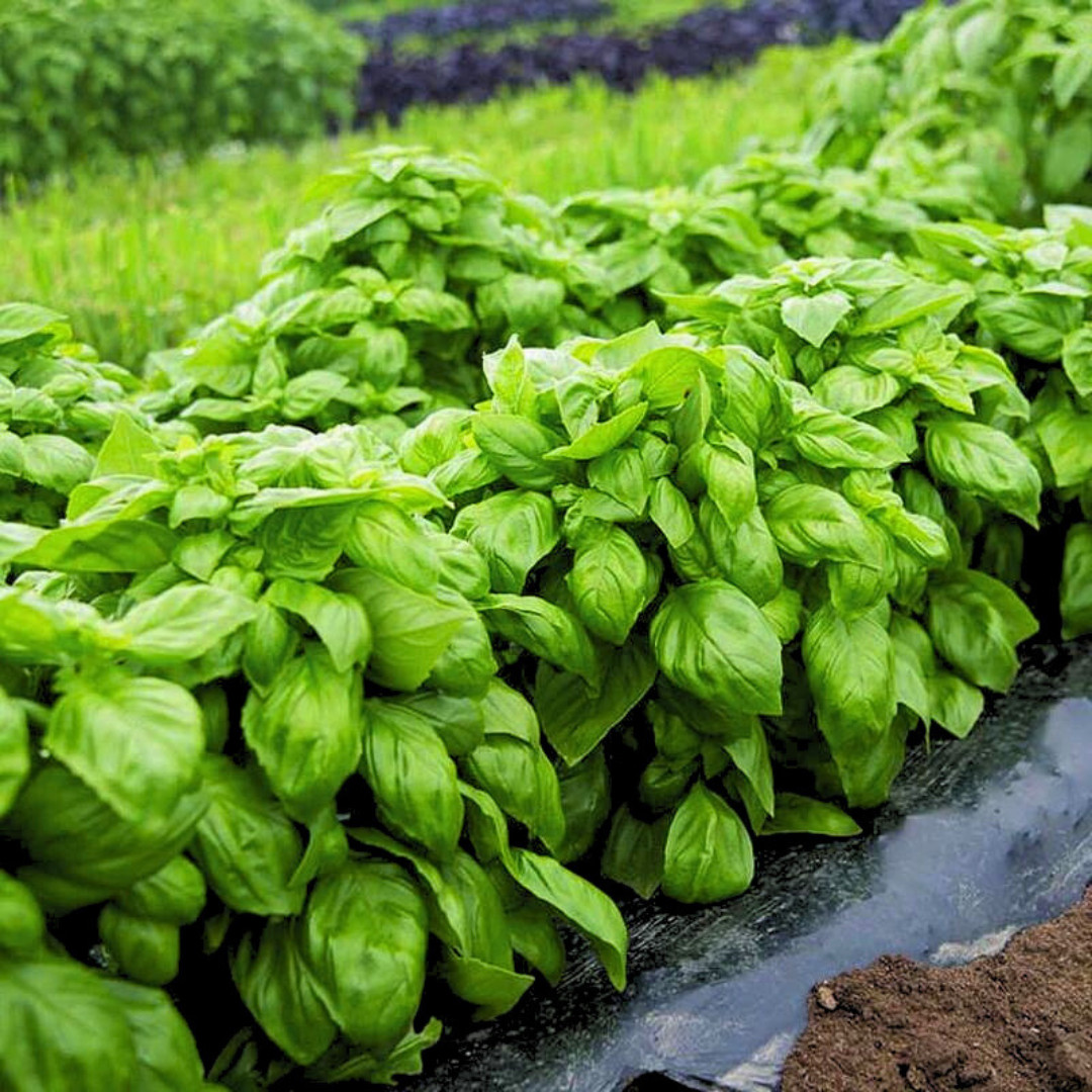 Fresh Italian Sweet Basil Seeds | Heirloom Non-GMO | Fresh Herb Seeds