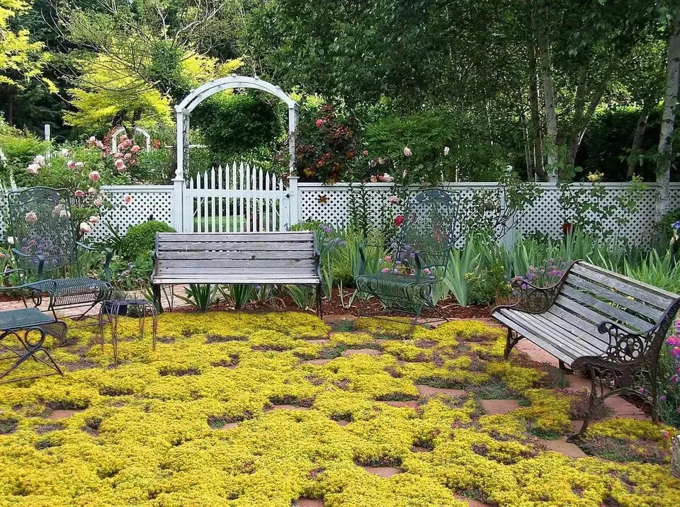 2000+ Yellow Creeping Thyme Seeds For Planting Thymus Serpyllum – Heirloom Cover