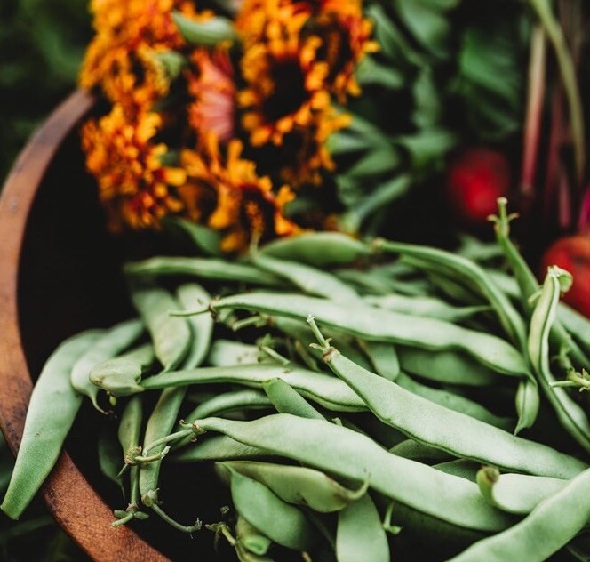 Roma II Flat Bush Green Bean Seeds Garden Planting Non-GMO 50 Seeds