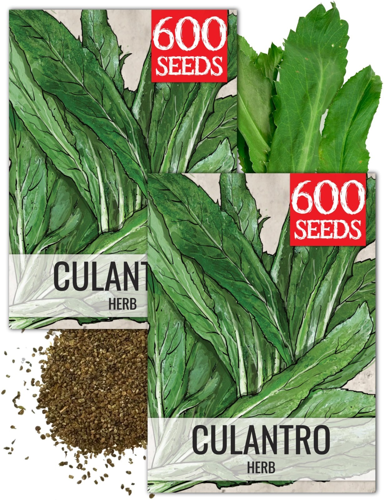 Culantro Seeds for Planting Mexican Coriander – Non-GMO Heirloom & Untreated Cu