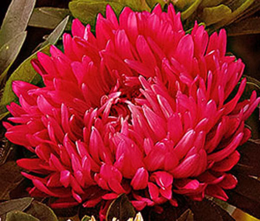 ASTER PAEONY DUCHESS SCARLET Callistephus Chinensis – 200 Bulk Seeds