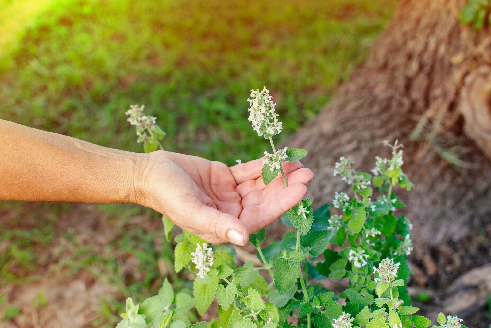 200 Lemon LEMONY CATNIP Nepeta Cataria Citrodoria Herb Flower Seeds