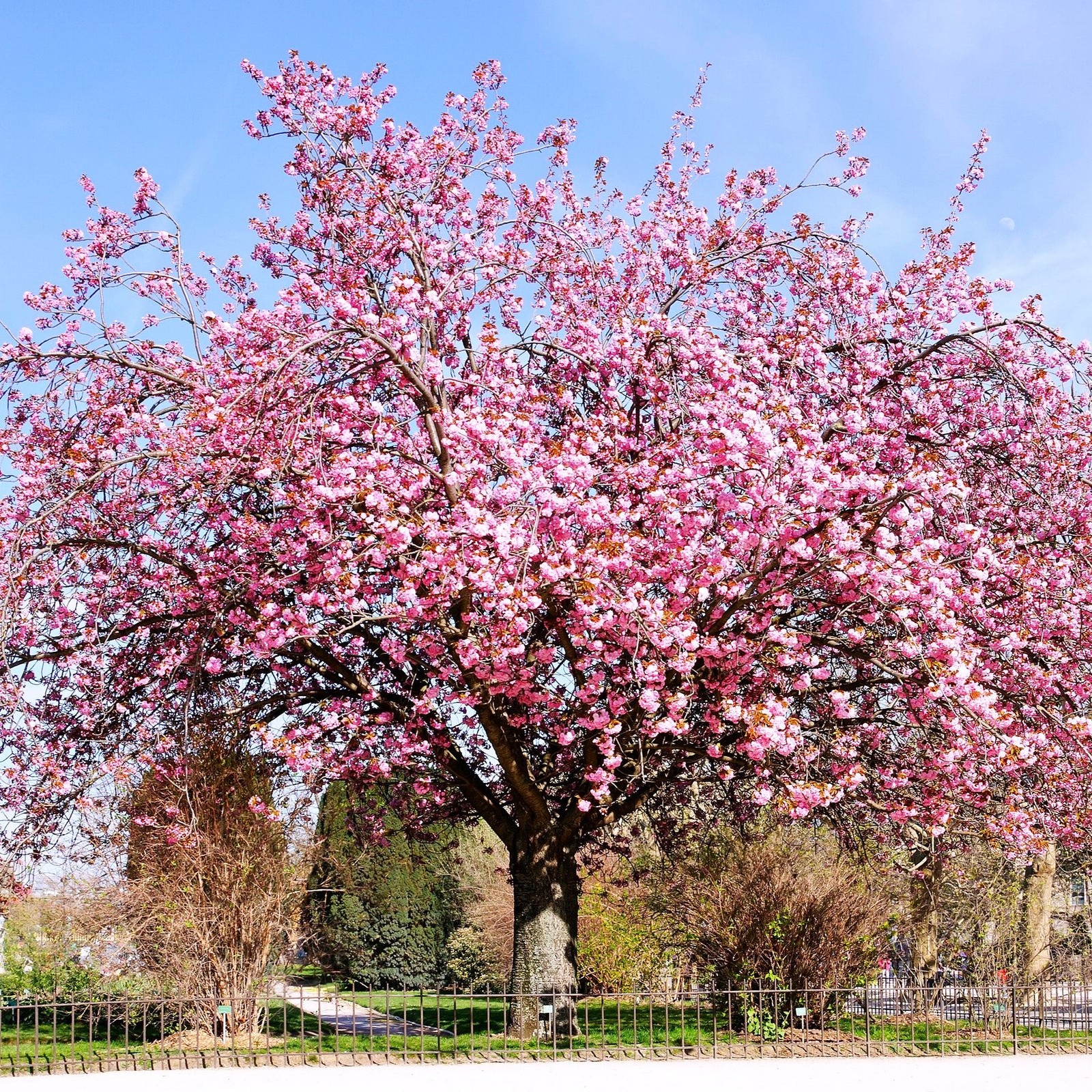 Japanese Cherry Blossom Tree Seeds – For 2026 Planting Sakura Pink Flowering