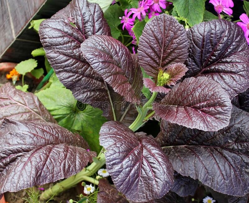 1500 seeds. Mustard Seed: Red Giant Mustard Seed. Non GMO.