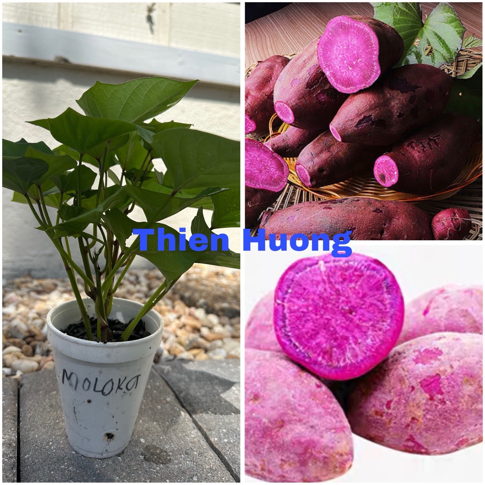 5 RootedPurple Molokai Sweet Potato Plant In a Cup Molokai Sweet Potato Plant