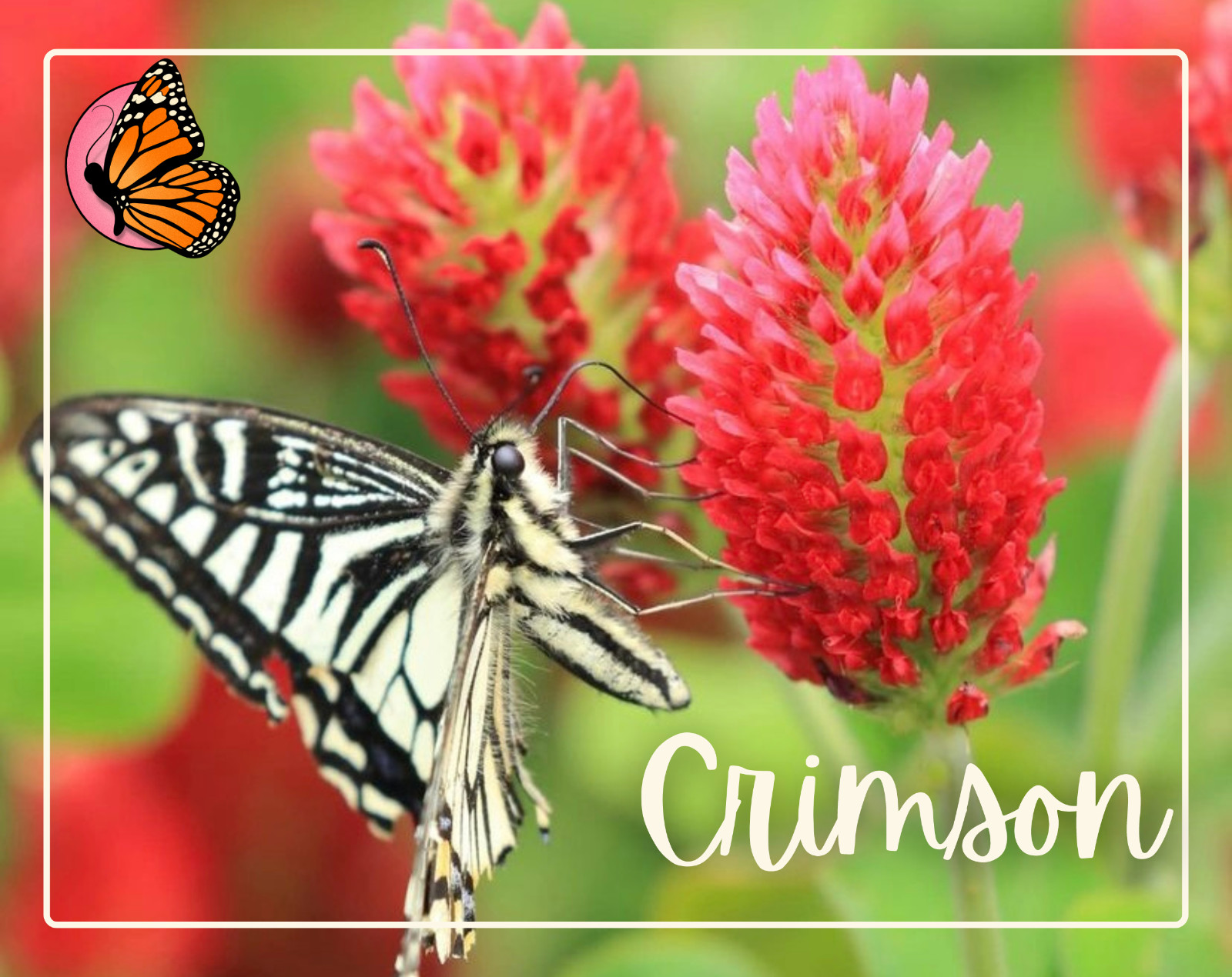 CLOVER SEED KIT | 5-PACK VARIETY | Pollinator Flower Gardening for Butterfly/Bee