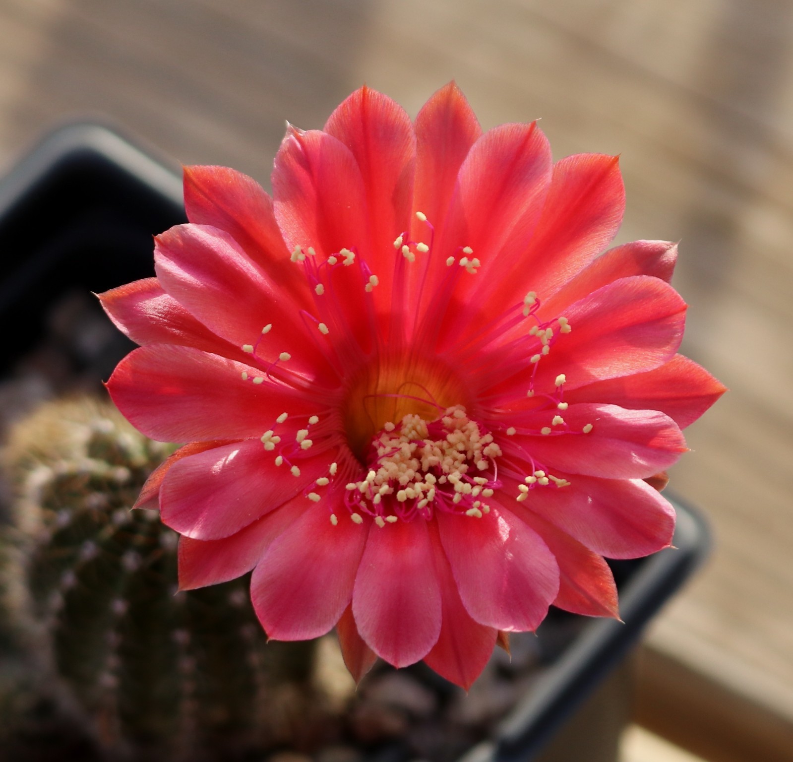 Echinopsis hybrid ‘Mike’