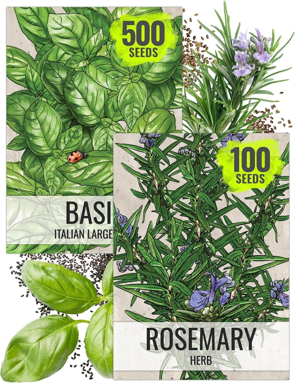 2 Pack of Heirloom Rosemary and Basil Seeds – Culinary and Medicinal Garden
