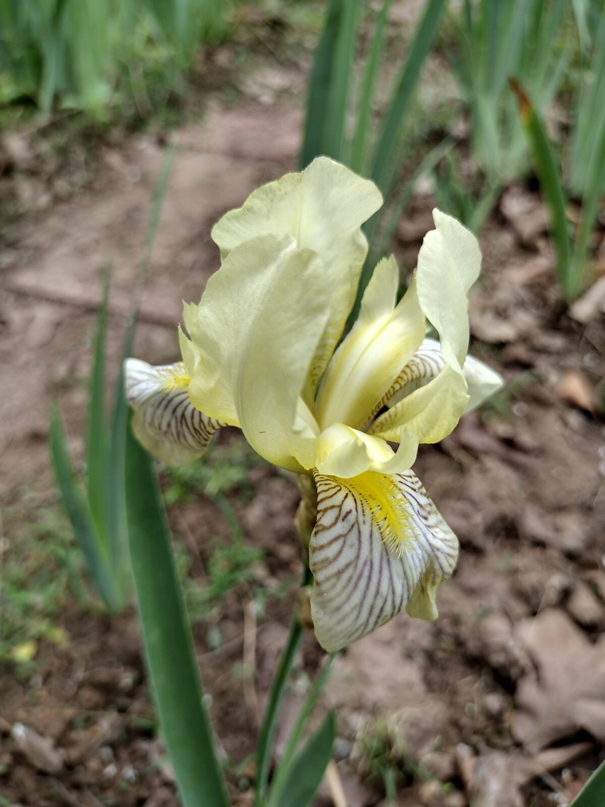 “100 Mixed Variety Bearded Iris– GREAT VALUE• Fresh•Hardy•EASY to Grow