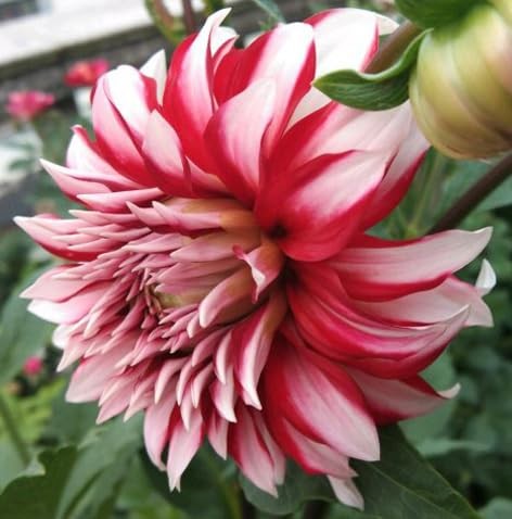 Rare Mix Dahlia Pompon Flower Seeds Colorful Variabilis Beautiful Annual Outd…