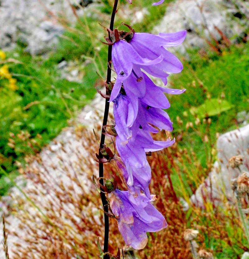blue Rampion bellflower 200 seeds campanula rapuncloides, creeping bellflower