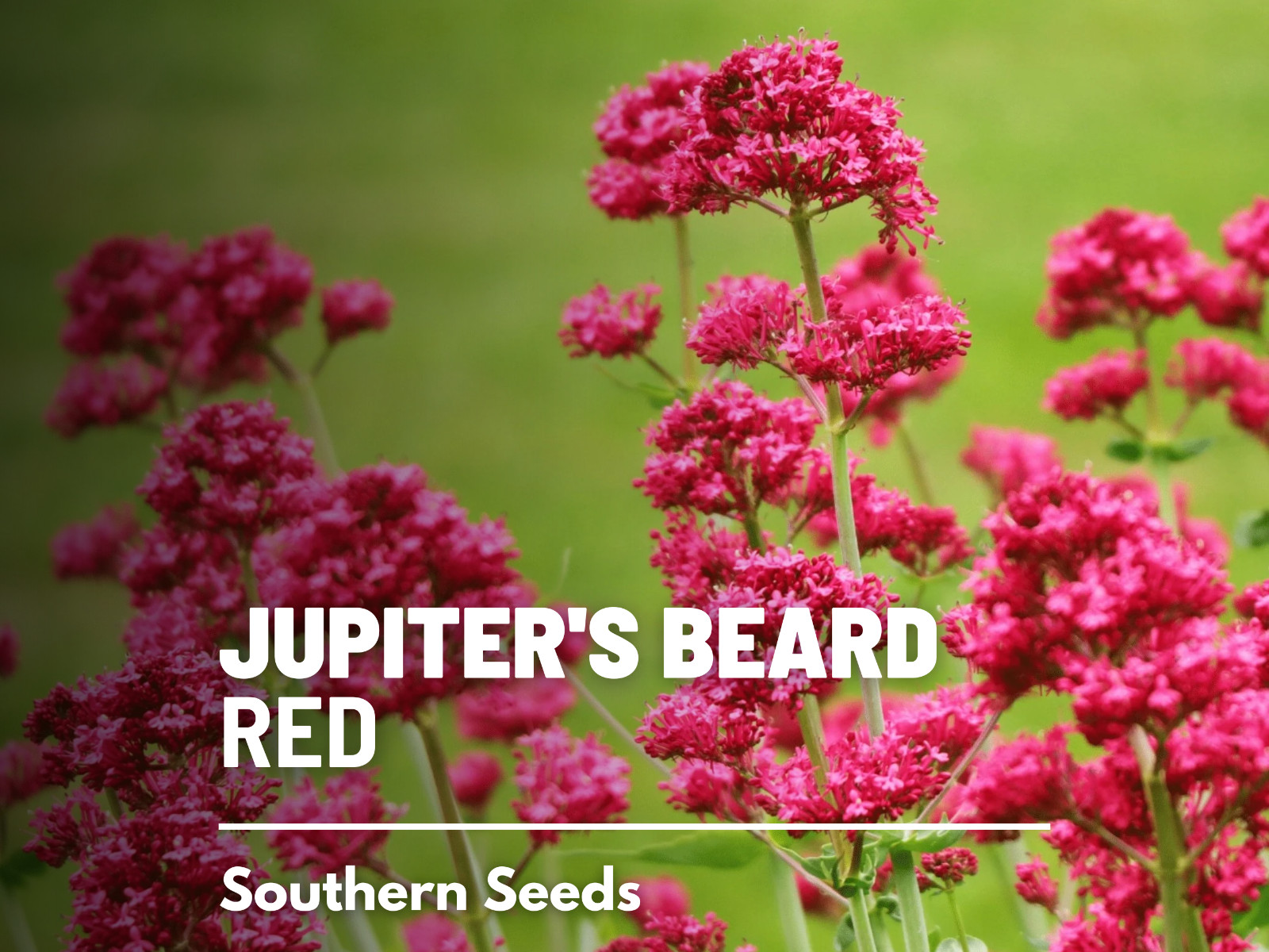 Jupiter’s Beard – Red Valerian (Centranthus Ruber) – Bee Friendly – 50+ seeds