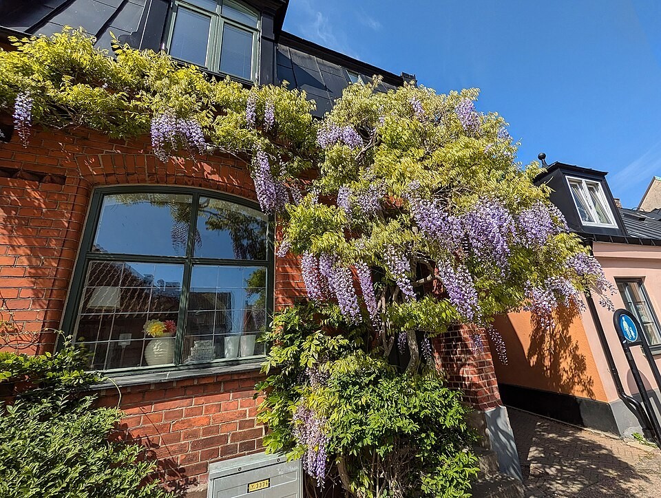 Wisteria sinensis | Chinese Wisteria | 10 Seeds