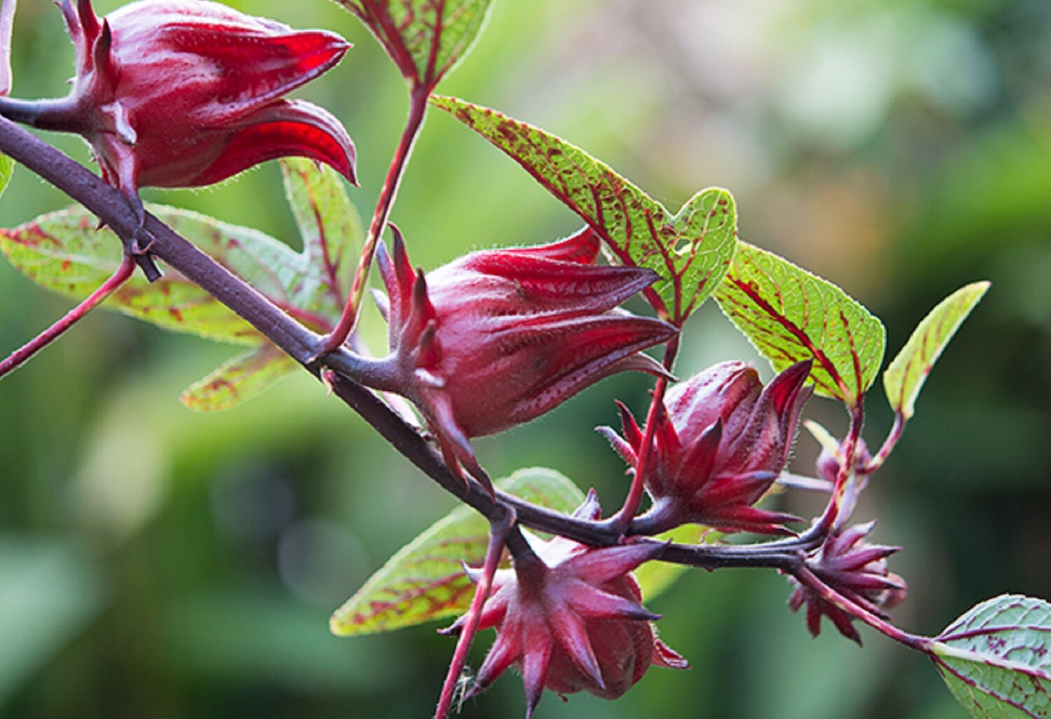 Roselle Seeds – Hibiscus sabdariffa – Red Jamaican Sorrel Florida Cranberry Herb