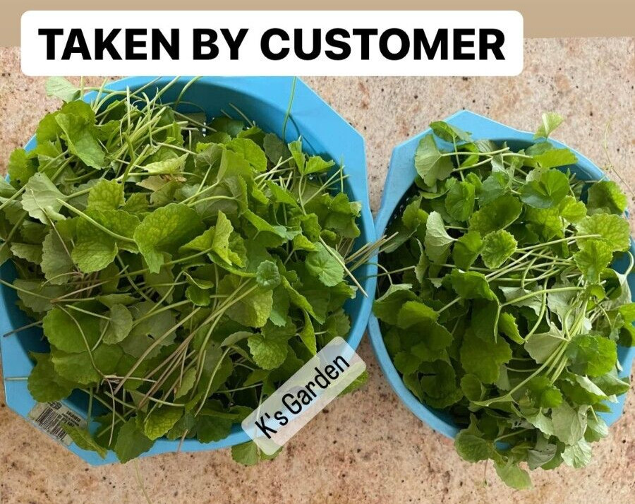 PENNYWORT , GOTU KOLA, CENTELLA ASIATICA SEEDS, HẠT RAU MÁ LÁ LỚN (+200 PCS)