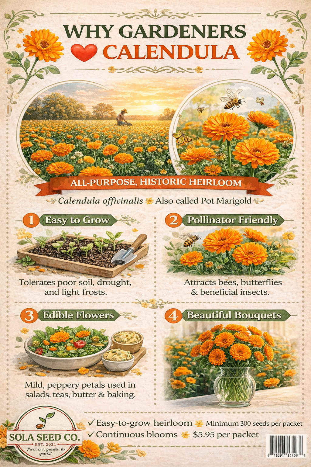 30 Ball’s Orange Calendula Seeds, Calendula officinalis, Edible, Landscape, USA