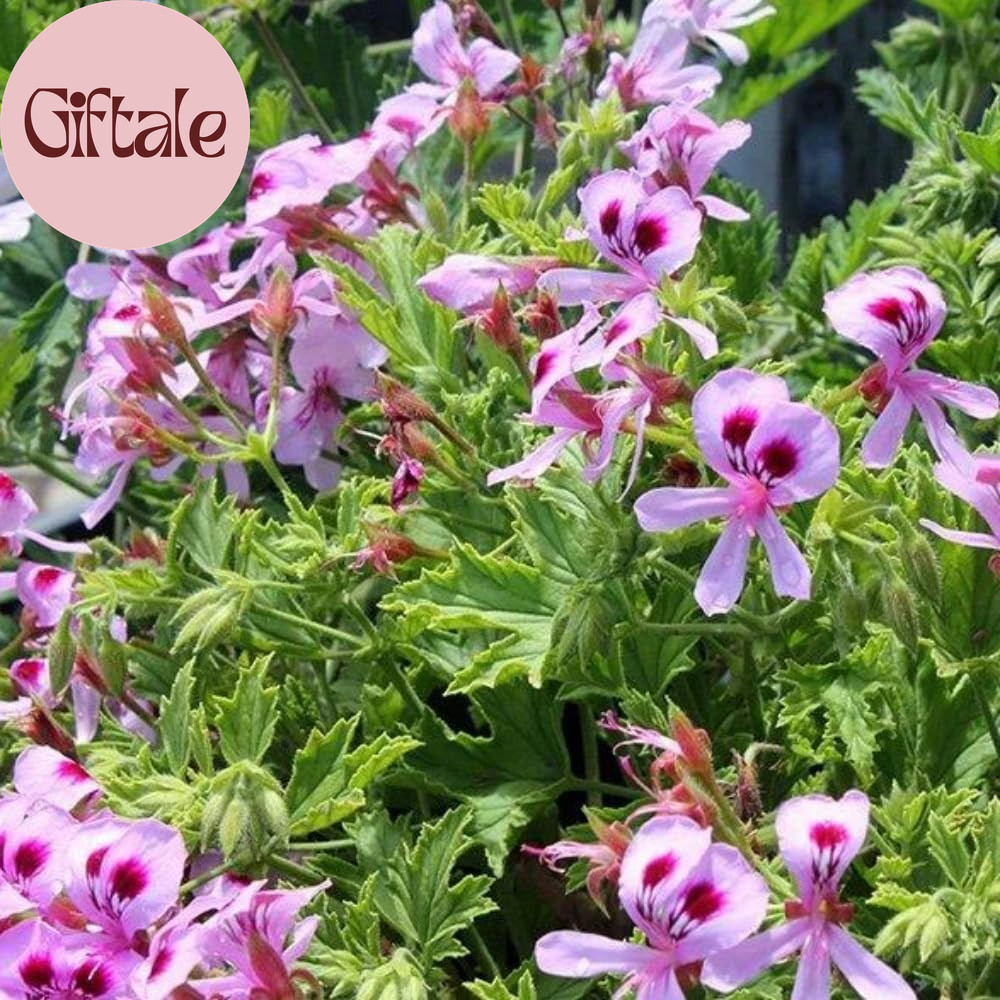 1600 Citronella Plant Seeds for Planting – Non-Gmo Mosquito Plant Seeds- Citrone
