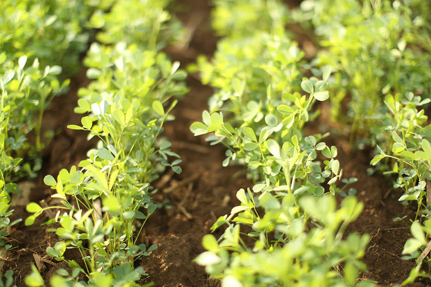 True Alfalfa Sprout Seeds | Microgreens Salad Green Lettuce Leaf Crop Seed 2024
