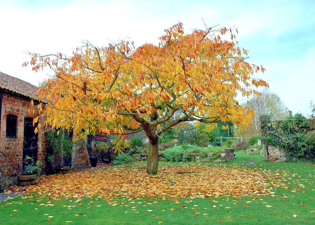Japanese Cherry Tree PB | Premium Seeds | Prunus serrulata ‘Fall’ | Plants’®
