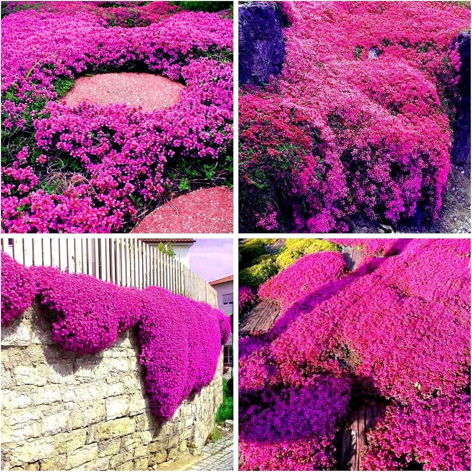 20000pcs Creeping Thyme Seeds for Planting Perennial Ground Cover Plants Heirloo