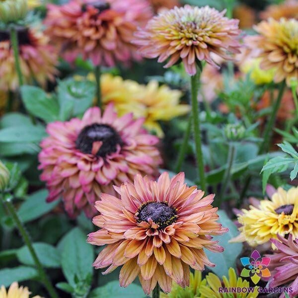 200+ Caramel Mix Rudbeckia Seeds for Garden Planting – USA – FREE SHIPPING!