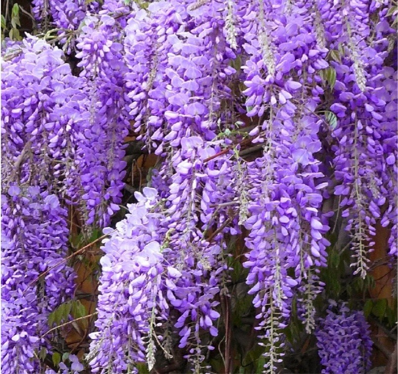 25 Wisteria Seeds Purple Flowers Blue Moon Wisteria Chinese Blue Wisteria