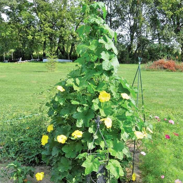 30+LUFFA SPONGE GOURD Seeds Loofah Loofa Lofa Heirloom Vine Garden Container