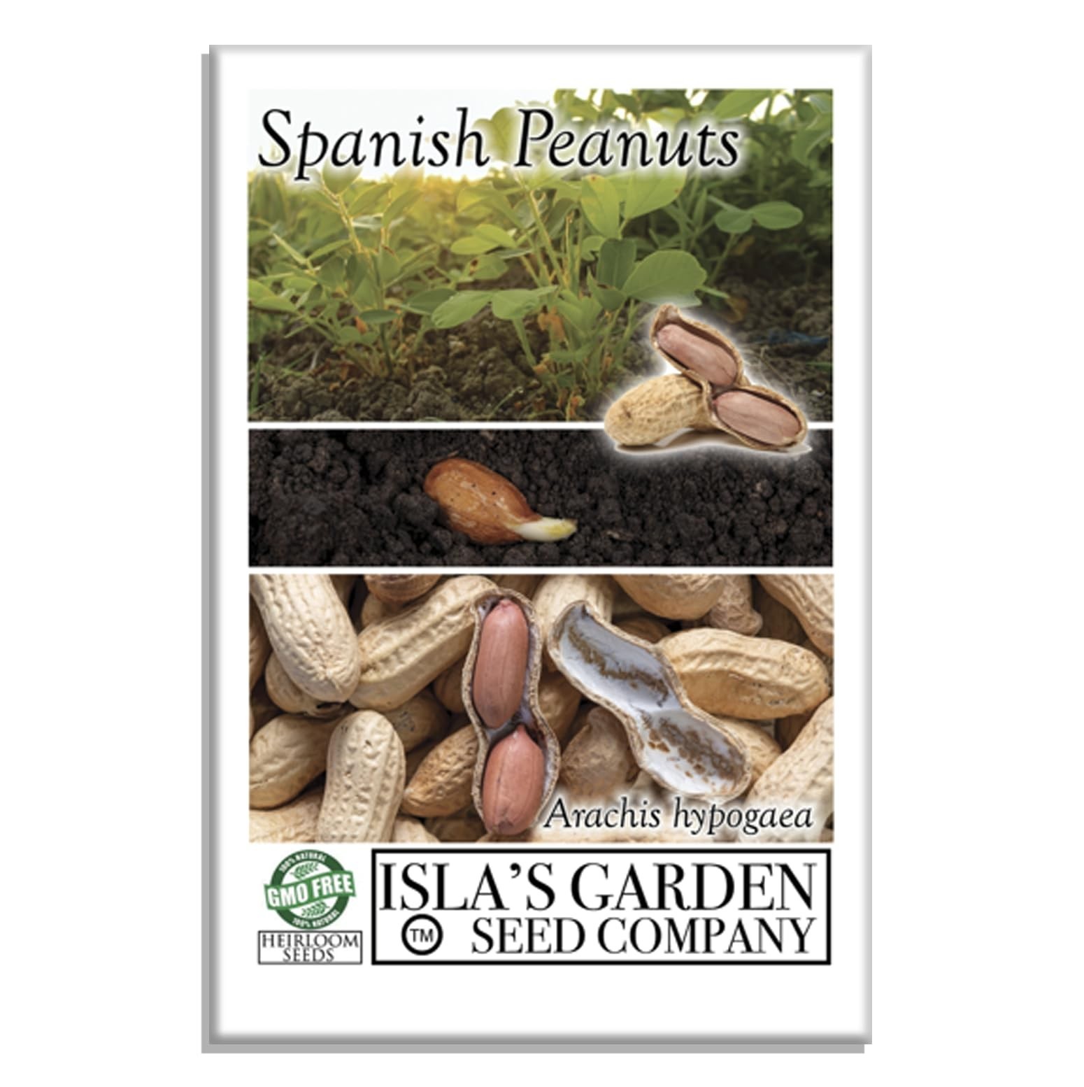 Non-GMO Spanish Peanut Seeds – 20 Heirloom, Early-Maturing, Bold Flavor for Roas