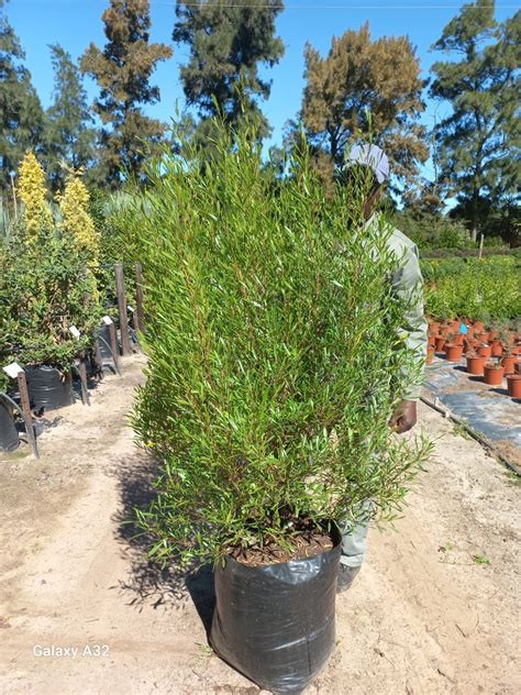 Hopseed Bush Green Dodonaea Vicosa 10 Seeds Free Shipping!