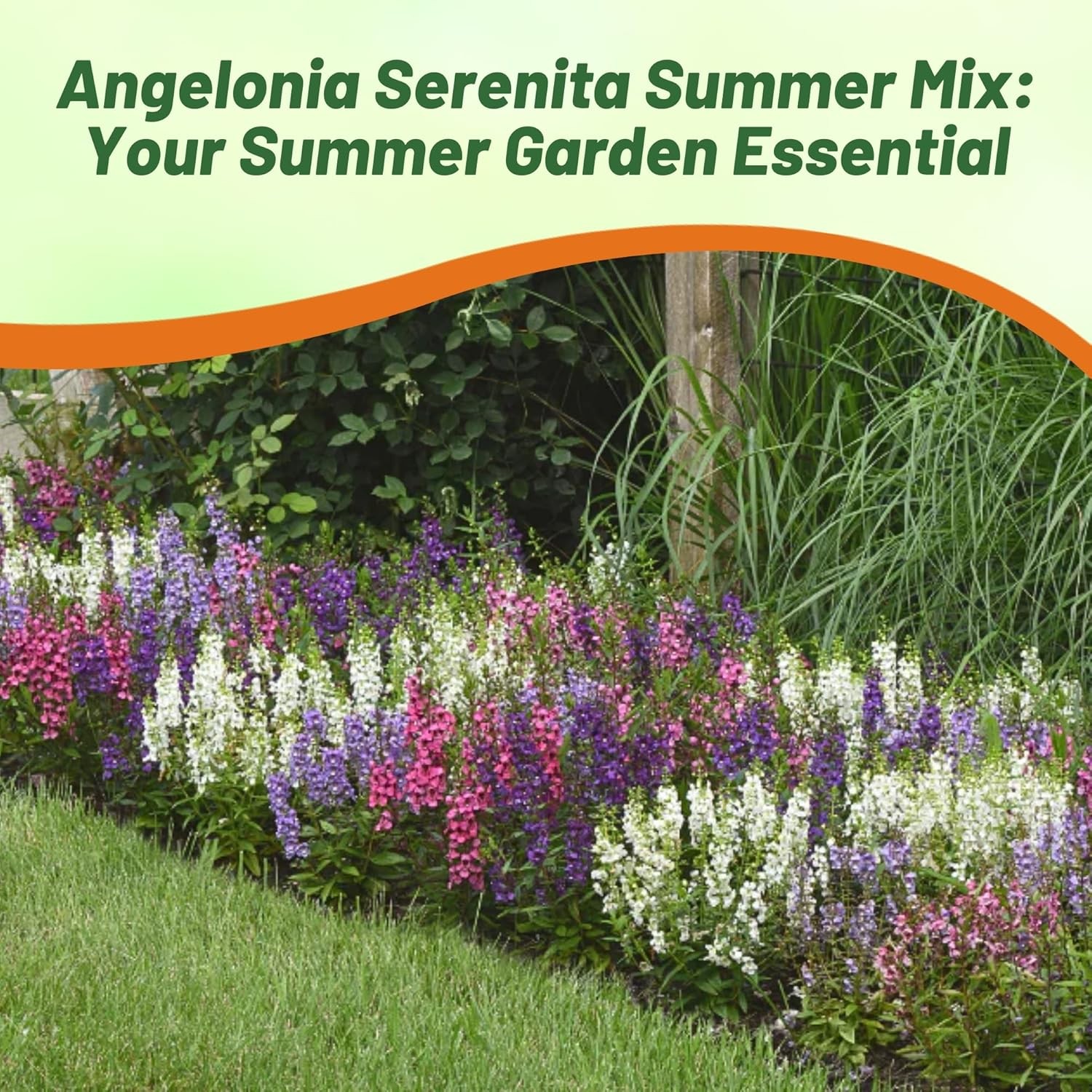 30 Seeds Drought Tolerant Angelonia Serenita Garden Flower Plant Seed Mix
