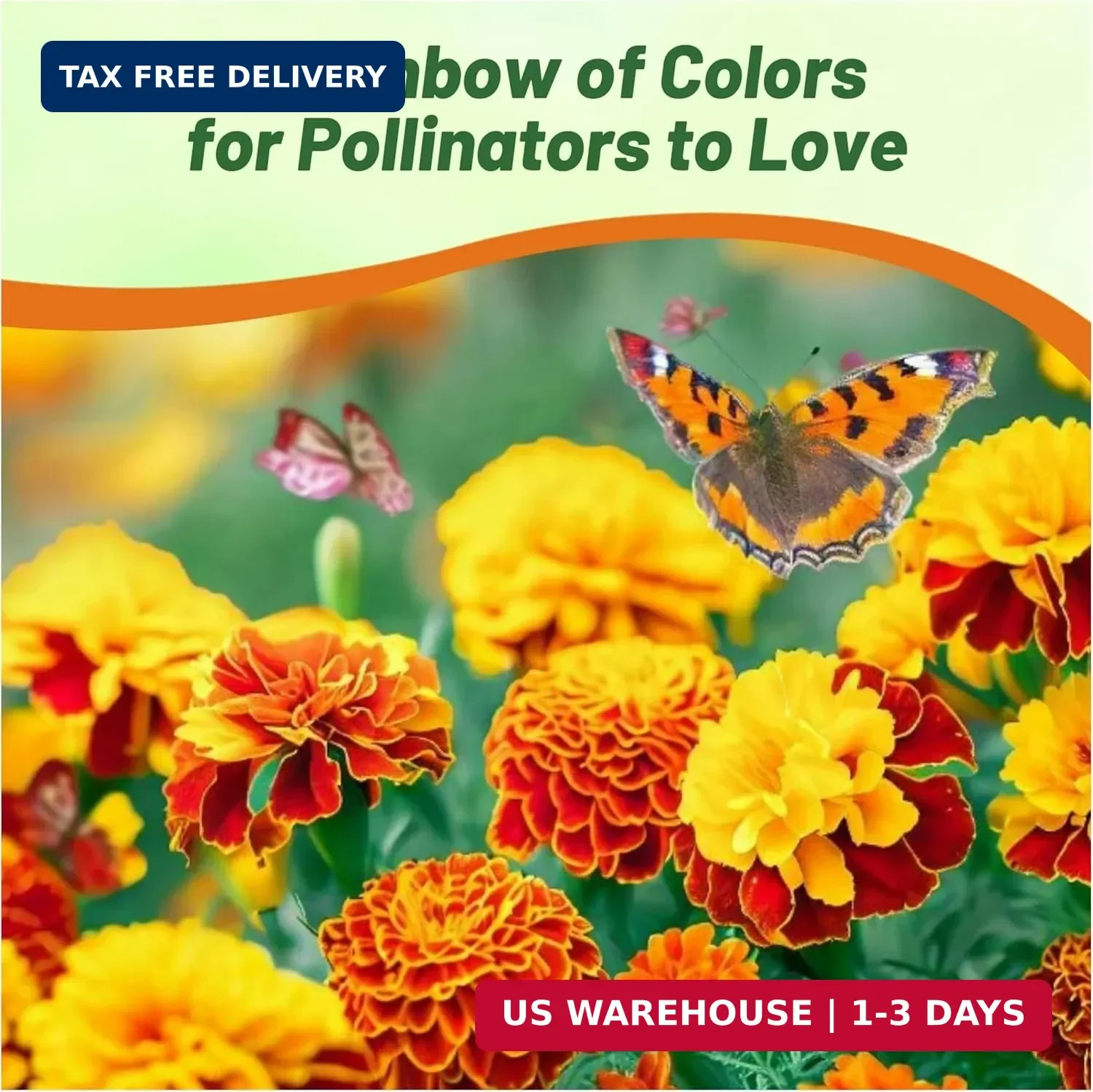 Outsidepride French Marigold Seeds Mix – 1000 Pcs Annual, Compact, Heat & Drough