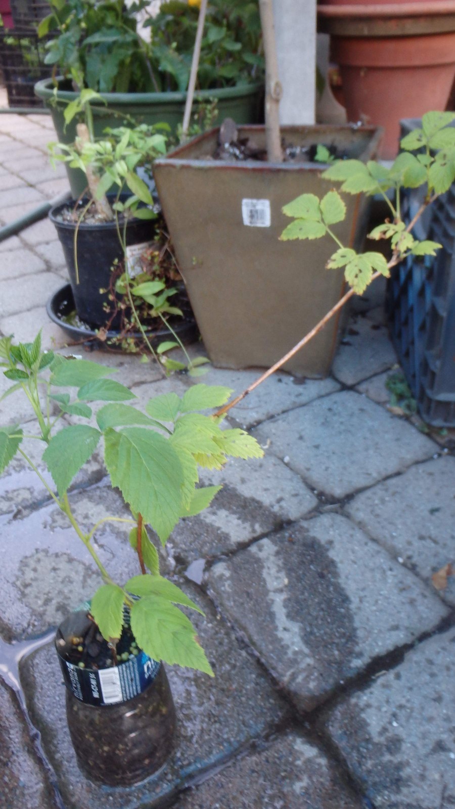Wineberry ! Rubus phoenicolasius. Live plants, roots wrapped in wet, no leaves