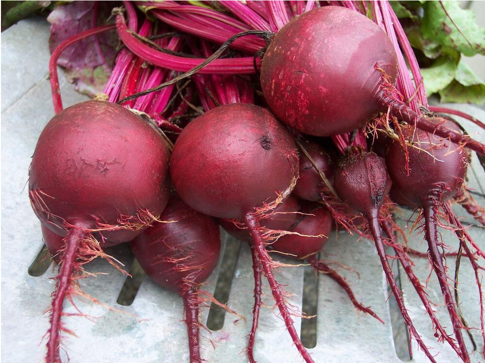 1200+ DETROIT DARK RED BEET SEEDS NON-GMO FRESH GARDEN HARVEST