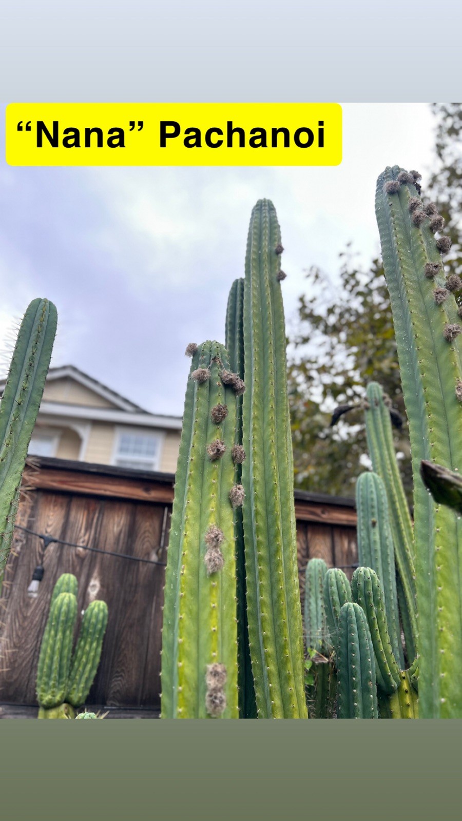 THE FULL PACK! UNIQUE AND RARE T.ECHINOPSIS HYBRIDS.