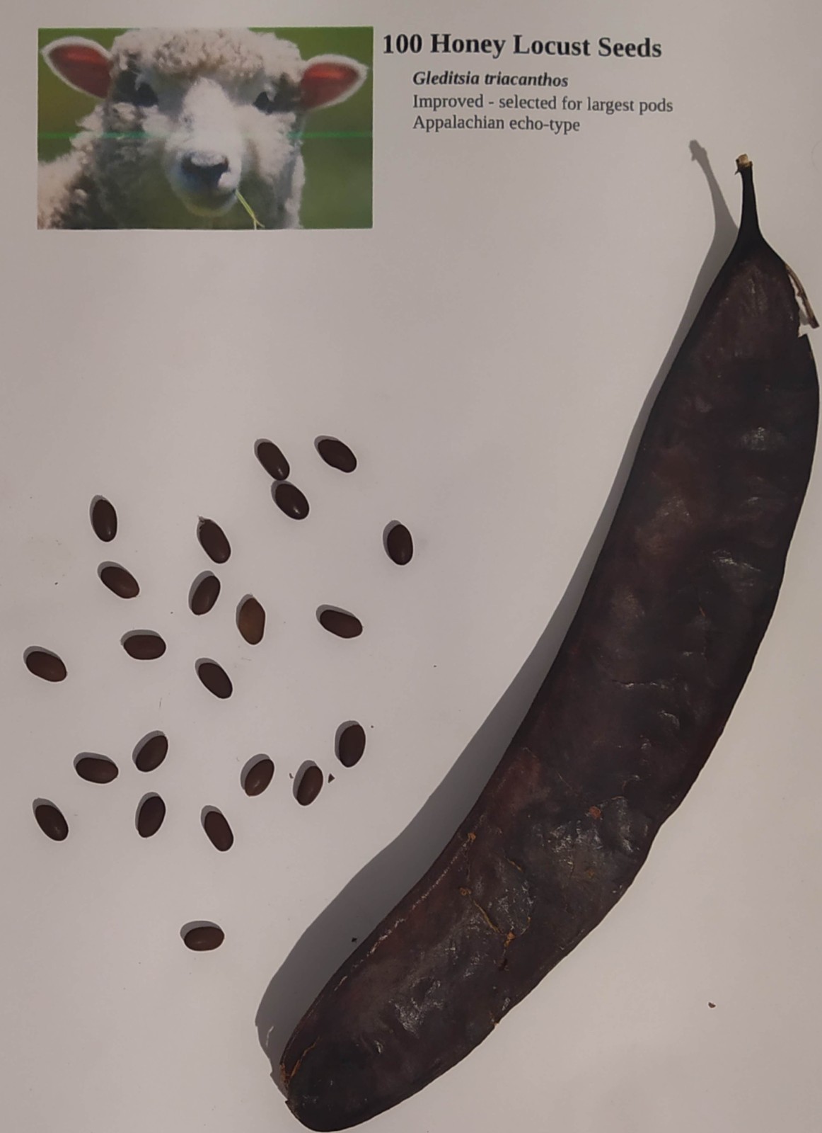 100 Seeds Honey Locust (Gleditsia Triacanthos) | Improved Cultivar Fresh Harvest