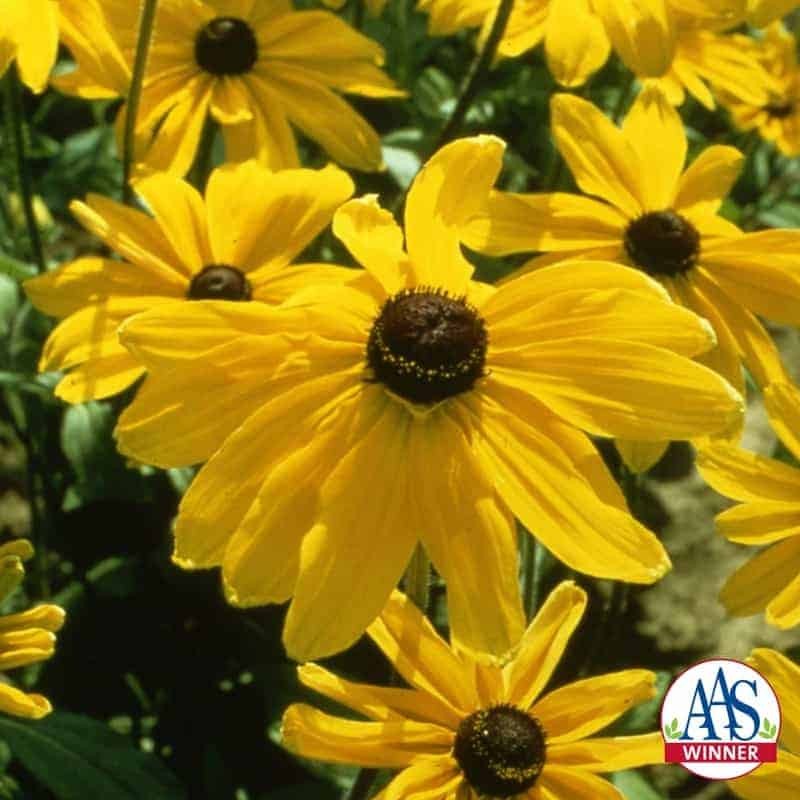 400 Seeds Rudbeckia Hirta Gloriosa Daisy Indian Summer – AAS Winner Flower