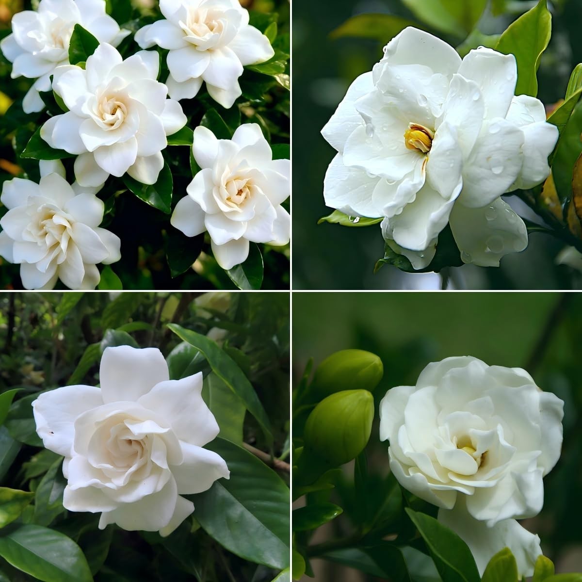 200+ Gardenia Seeds – Fragrant Evergreen, Non-GMO, Heirloom White Blooms for Gar