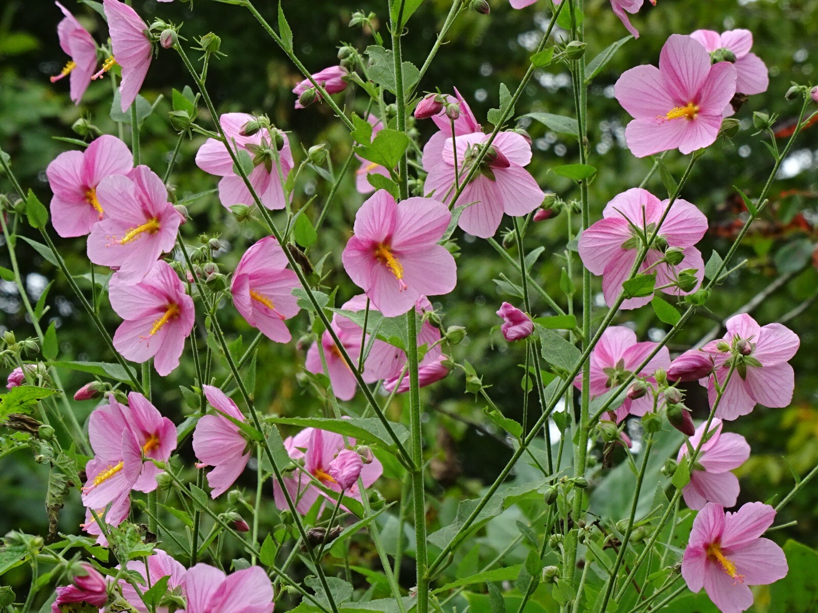 Pink Mallow Kosteletzkya virginica Native Perennial Wildflower 25 seeds from2023