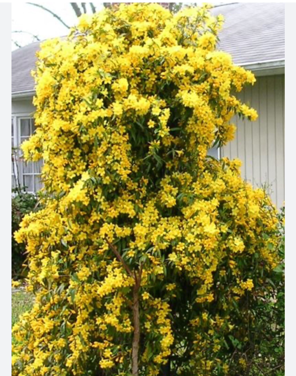 MARGARITA CAROLINA JESSAMINE~Yellow Jasmine~Gelsemium sempervirens~STARTER PLANT