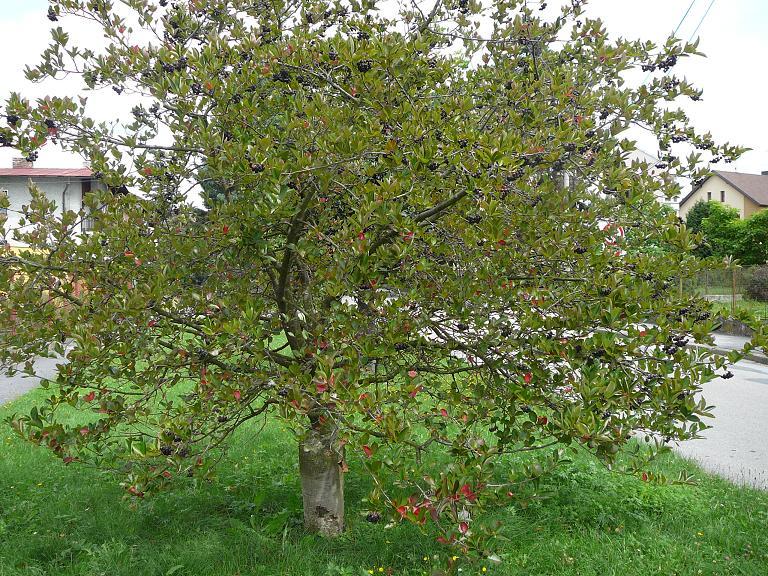 Black Chokeberry Shrub, Aronia melanocarpa, Seeds (Edible, Fall Color, Hardy)