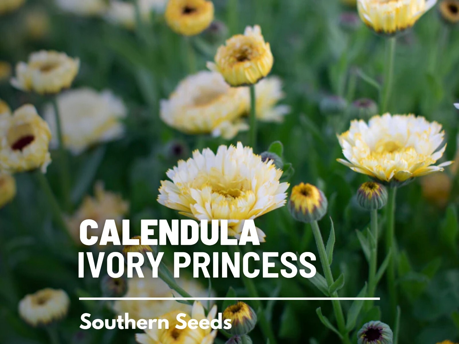 Ivory Princess Calendula Seeds, Heirloom Flower, Culinary and Medicinal, USA Gro