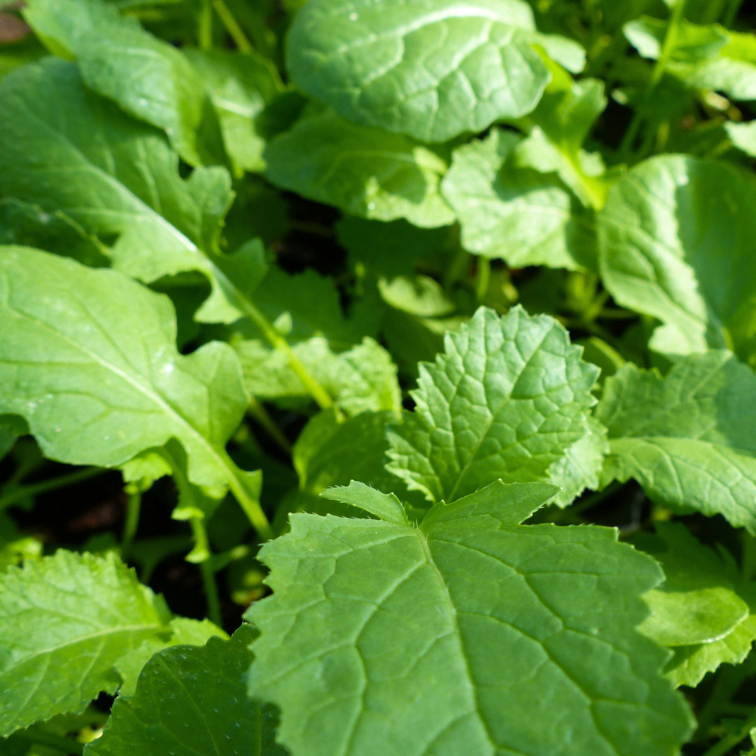 Fresh Wasabi Mustard Green Seeds | Heirloom Non-GMO | Asian Vegetable Seeds