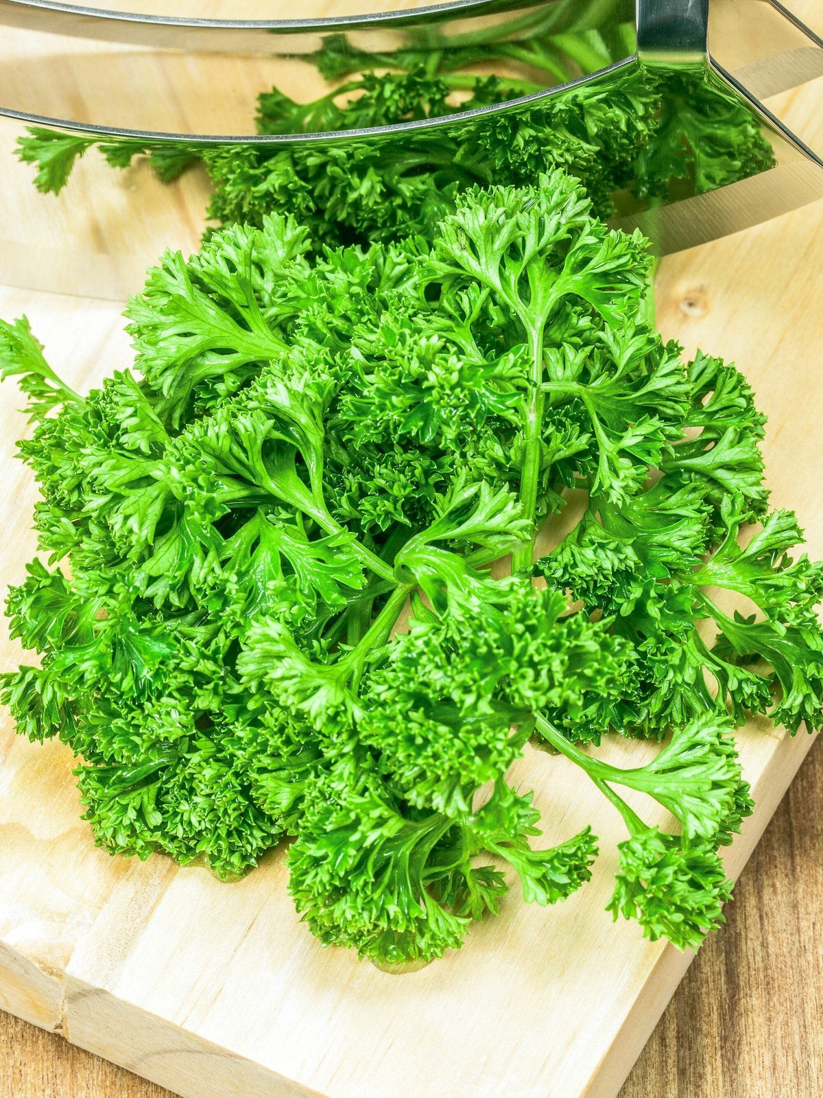 500 FOREST GREEN PARSLEY Petroselinum Crispum Double Triple Curl Vegetable Seeds