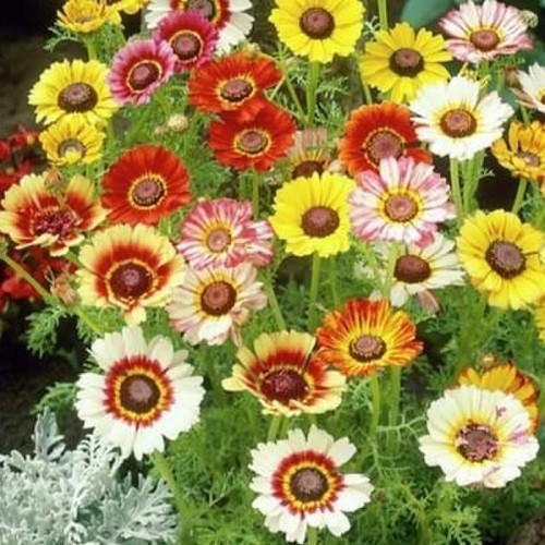 Bulk Painted Daisy Seeds Heirloom Tanacetum coccineum Classic Garden Perennial