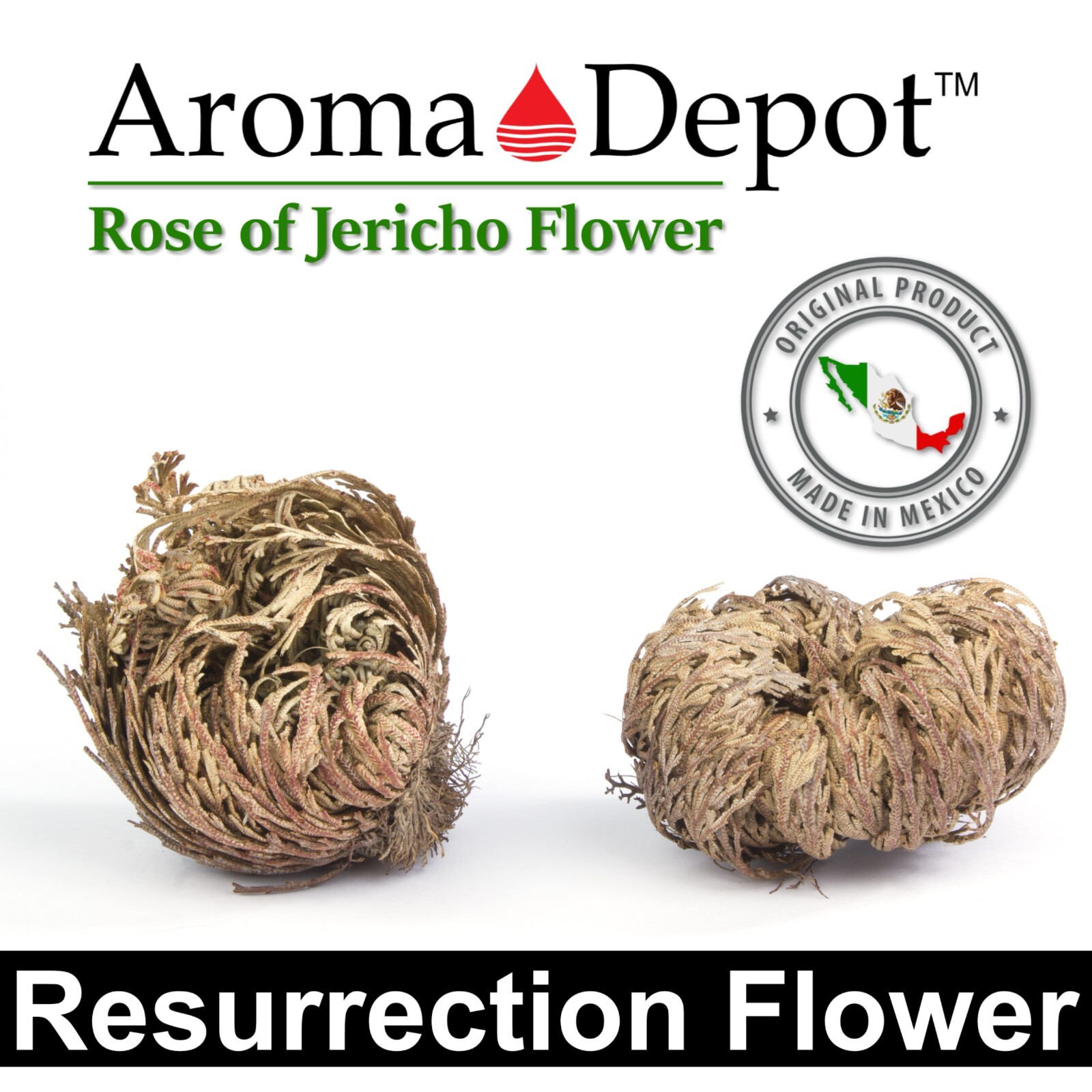Rose of Jericho Flower Resurrection Rose Flor de Peña Selaginella Lepidoph Plant