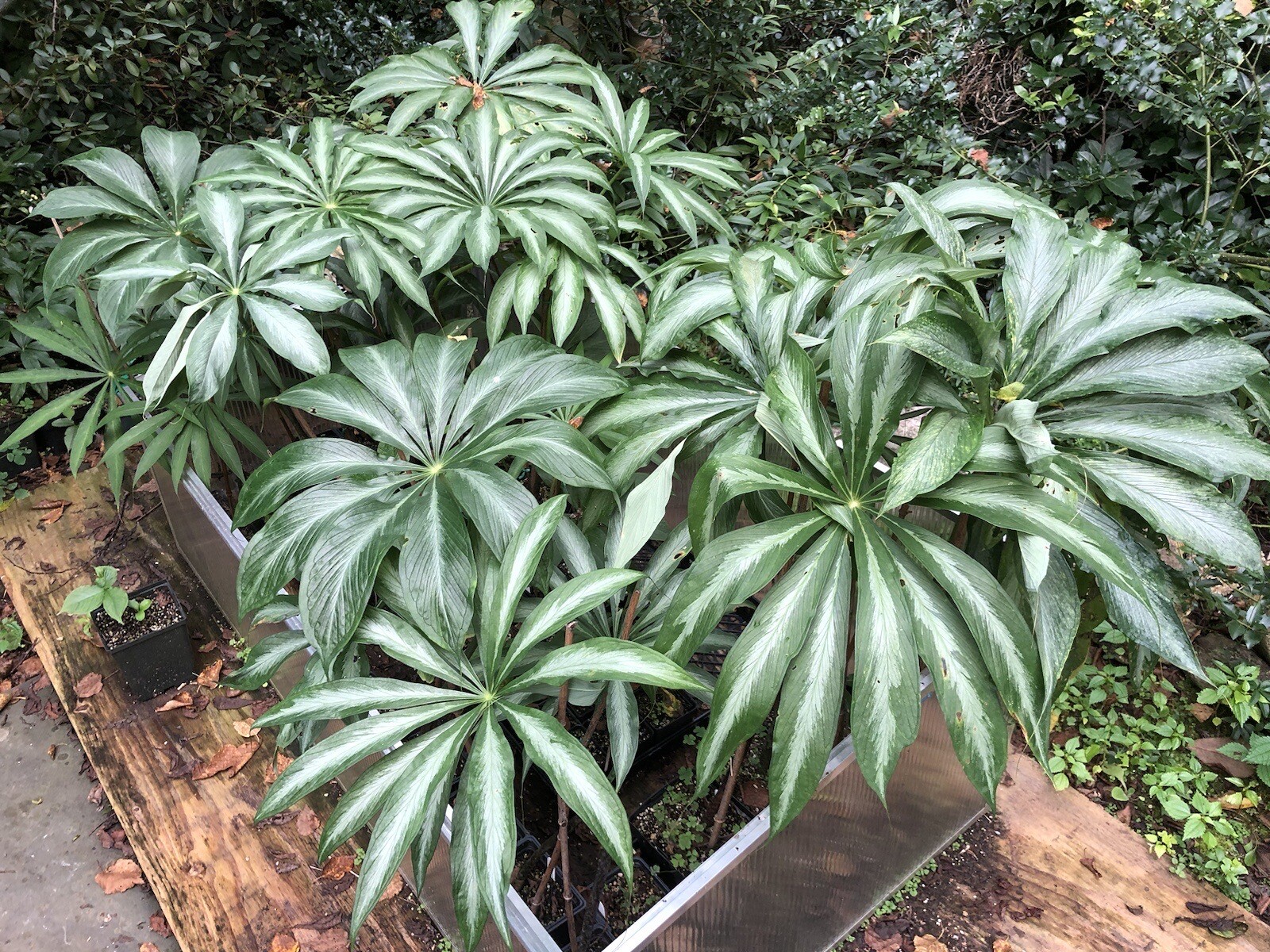 10 ARISAEMA CONSANGUINEUM ‘Silver Center’ Seeds-Himalayan Cobra Lily