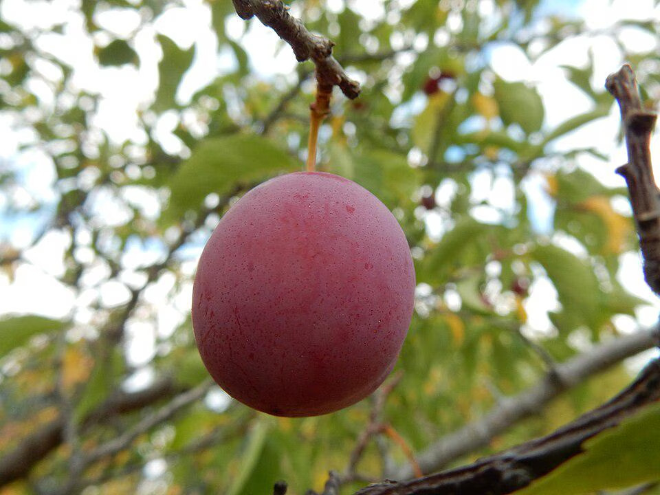 Common American Plum Tree Seeds (Prunus Americana)