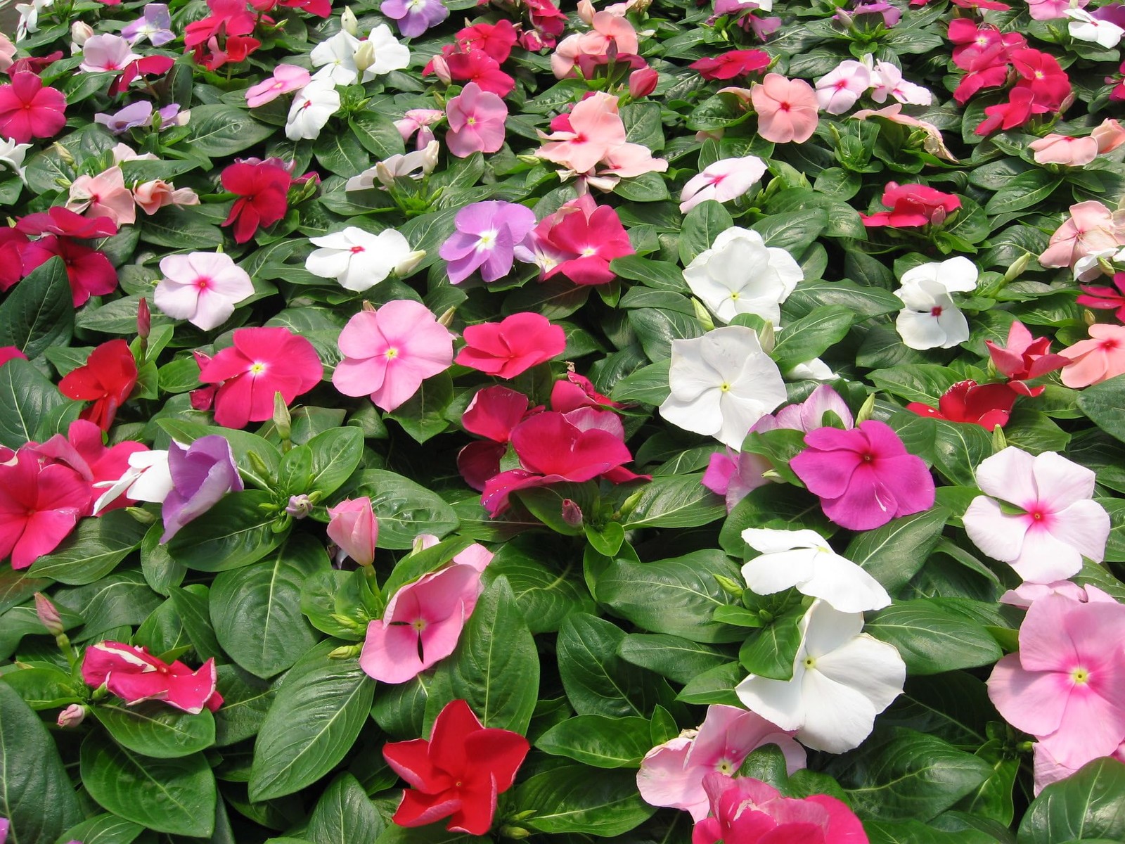 : Seeds Periwinkle Madagascar Mix/Vinca Rosea/Perennial Flowers