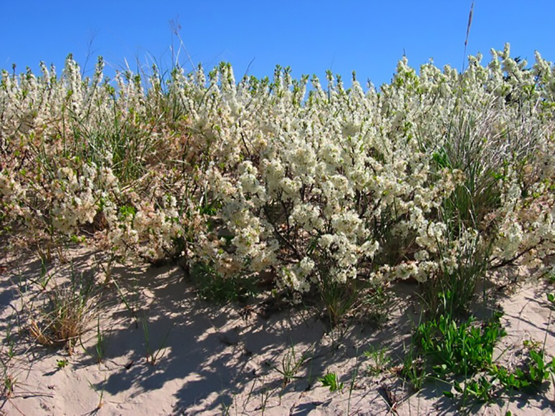 Beach Plum, Prunus maritima, Shrub Seeds